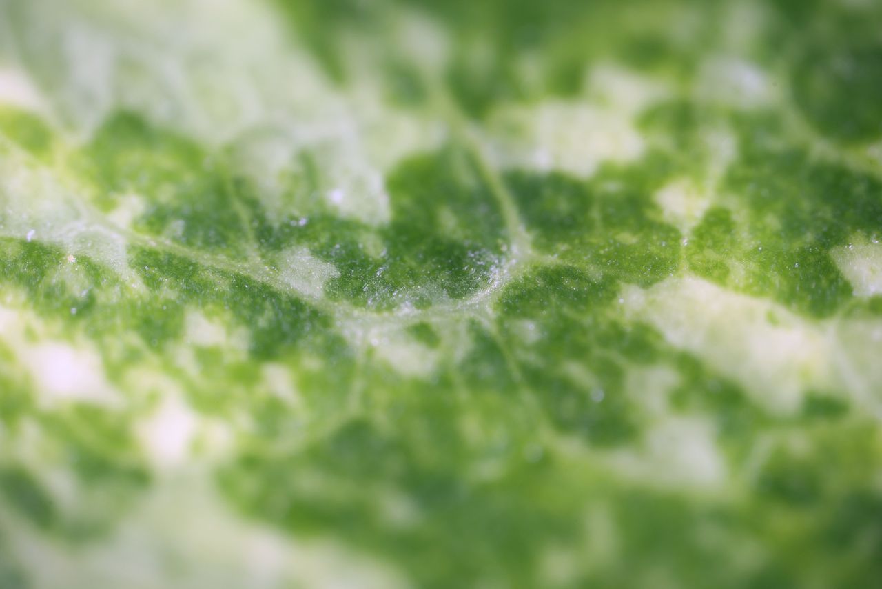 Laowa Aksen 5-10x Ultra Macro APO sample image