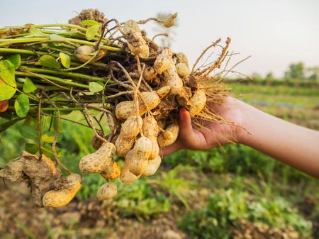 Hand Holding A Bundle Of Uprooted Peanuts