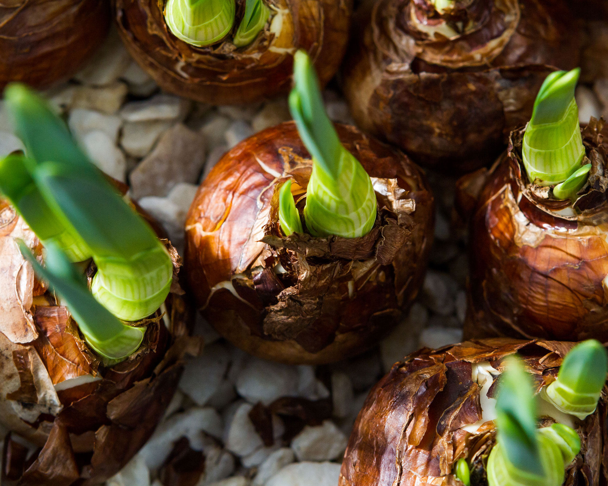 How to grow paperwhites in a jar follow these 4 easy steps Gardeningetc