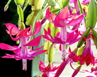 Pink Christmas cactus flowers