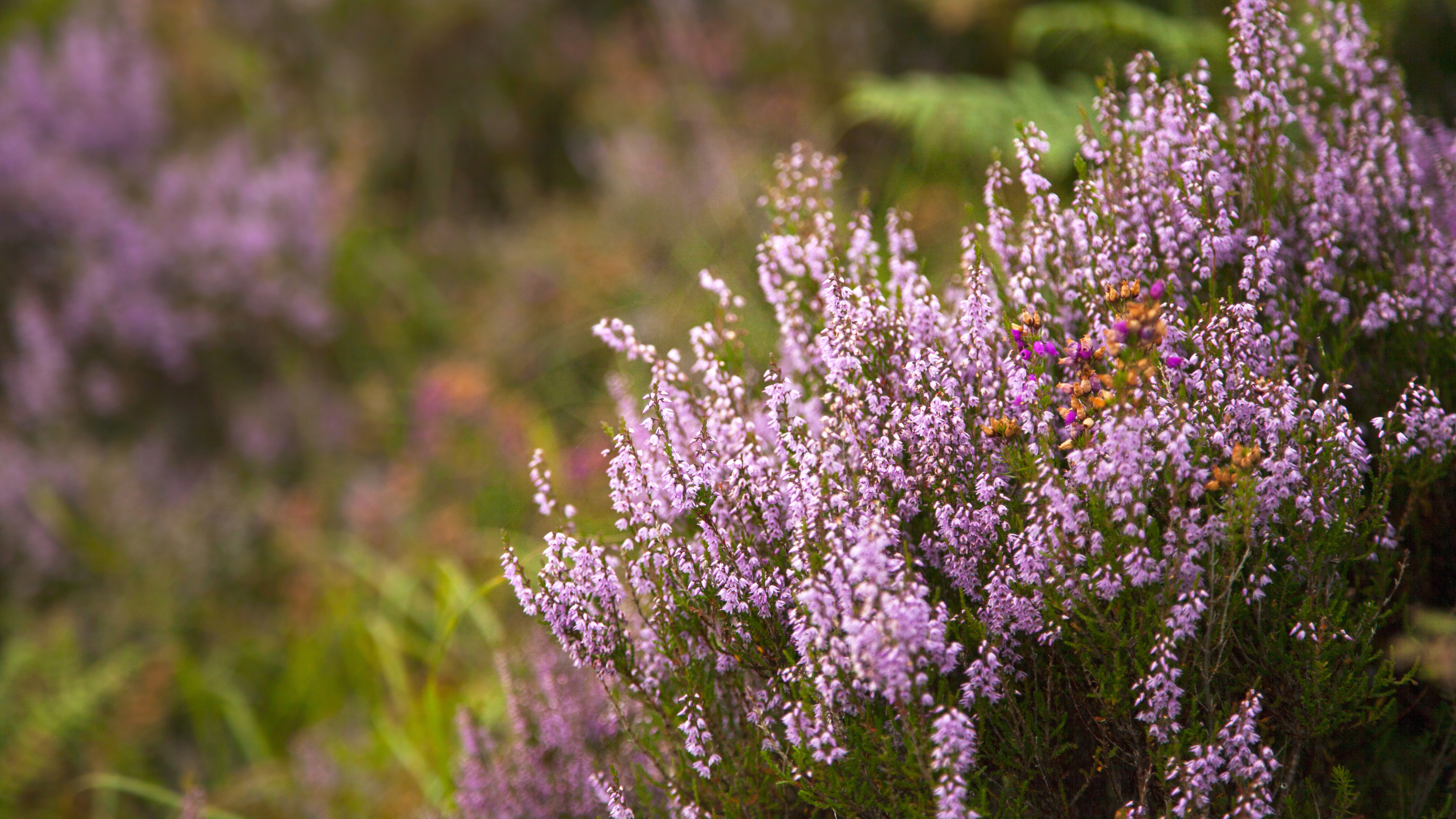 Close-up of heather shrub