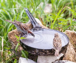Closeup of two common house sparrow birds perched on pan pot filled with water in the garden