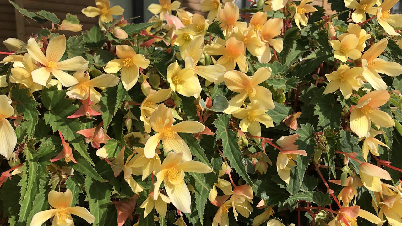 Peach-yellow begonia flowers cascading over the edge of a pot in summertime 