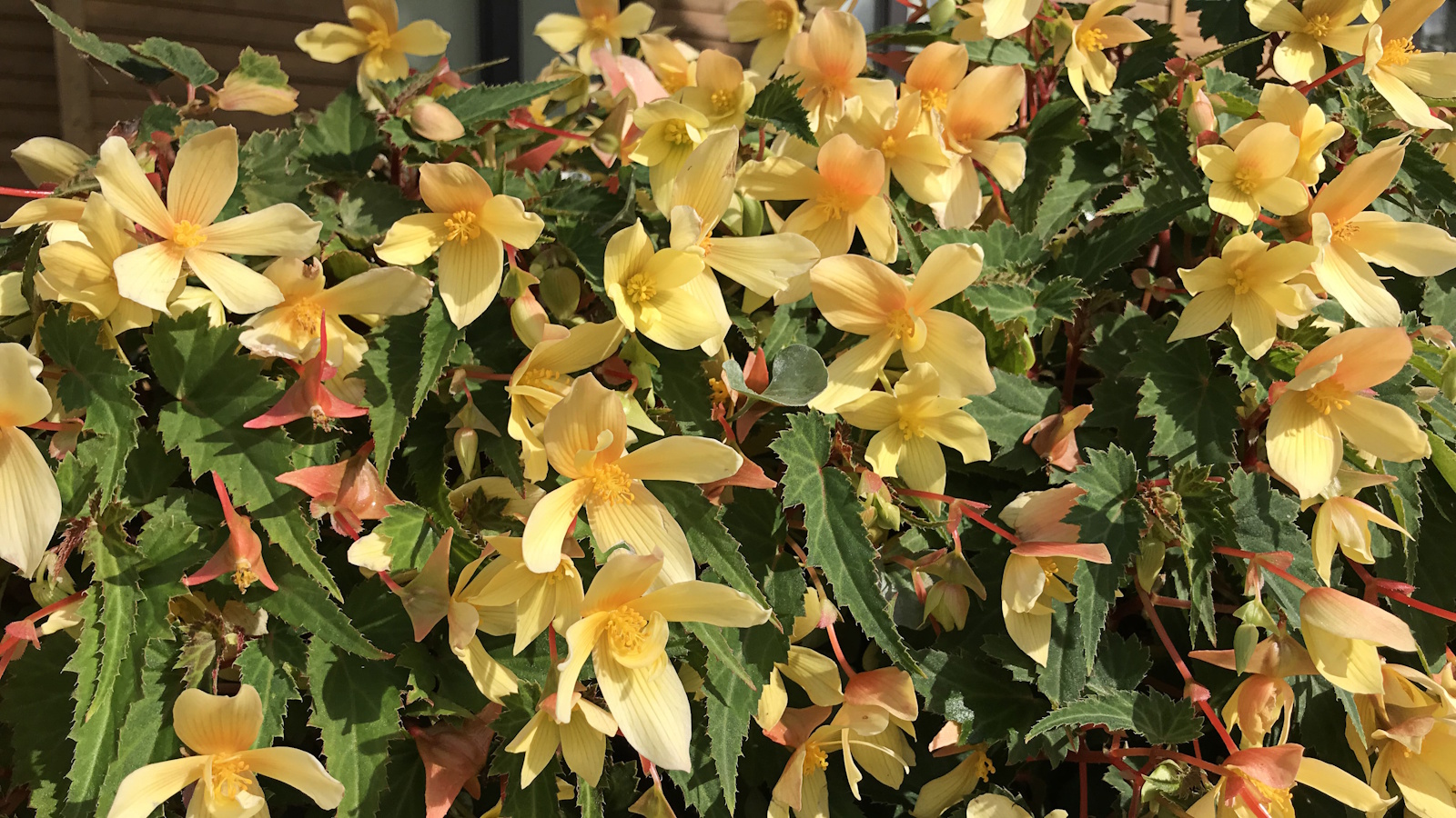 How to plant begonia bulbs – and transform your yard with the ultimate summer-flowering plant