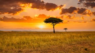 Sunset across grassy land in Africa