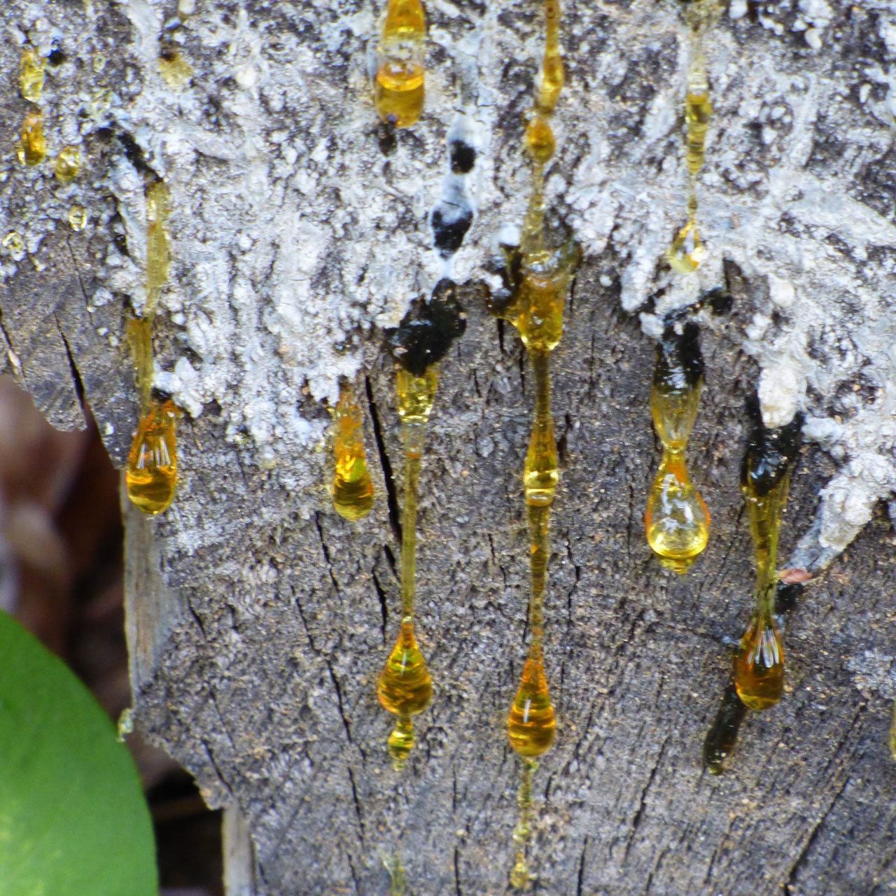 Dripping Pine Tree Sap From Tree Bark