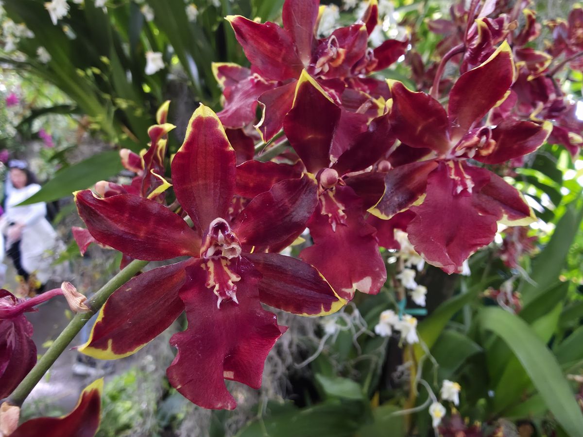 Orchids and flowers from the New York Botanical Garden