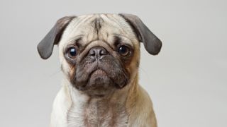 Facts about Pugs: Portrait of Pug dog against grey background