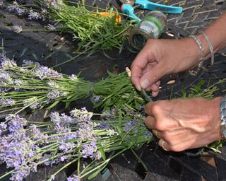Tying cut lavender stems in bunches for drying