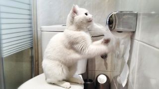 Cat on toilet