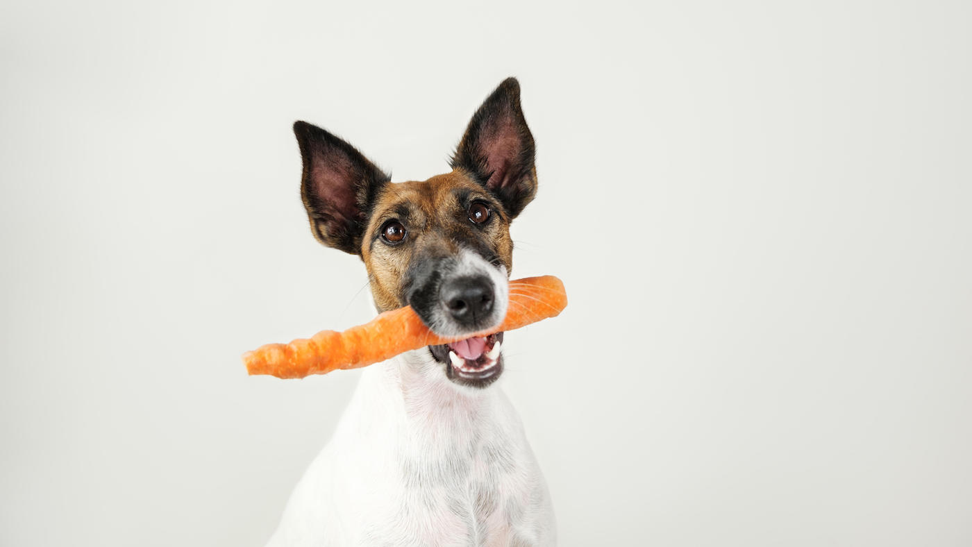 Fox terrier dog with natural carrot treat in mouth