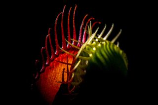 A venus flytrap in a dark background.