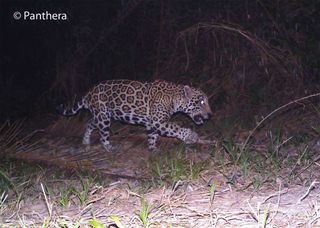 A male jaguar walks through an oil palm plantation in Colombia’s Magdalena river valley.
