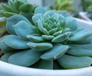 Echeveria 'Blue Star'