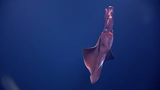 The Dana octopus squid, Taningia danae.