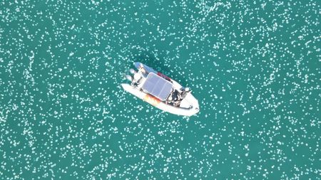 Similar swarms have appeared in waters near Haifa before, in 2015 and in 2017.