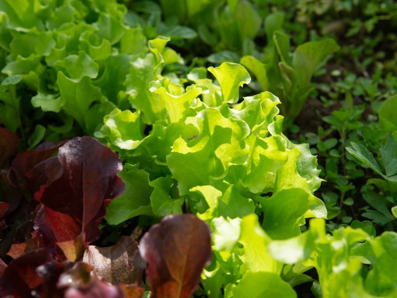 Nematodes On Lettuce