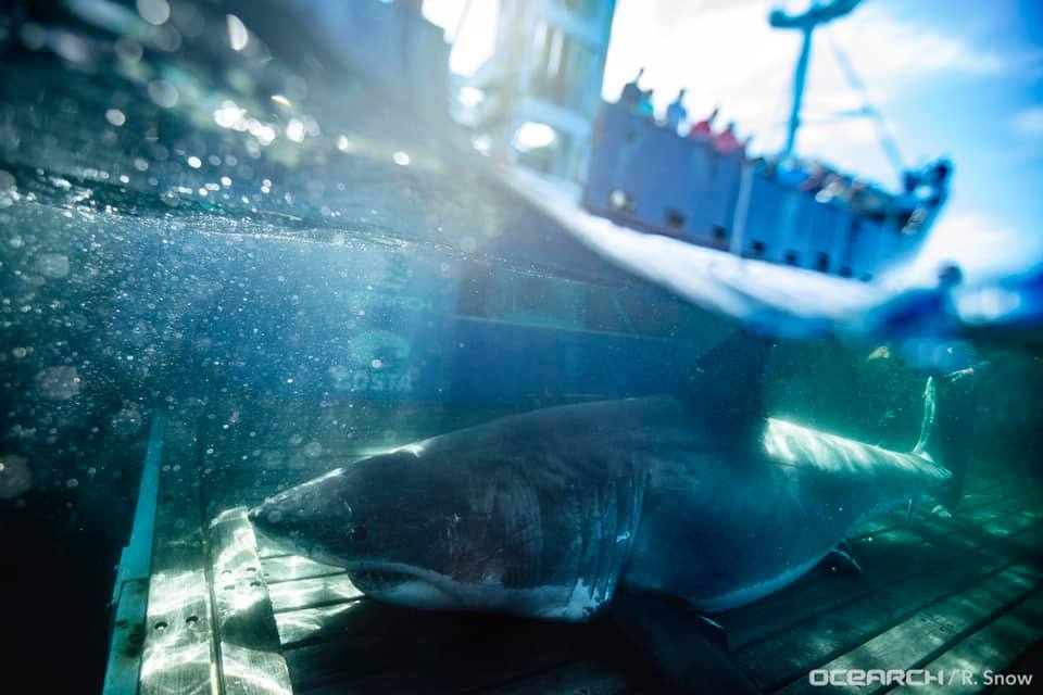 great white shark Unama'ki spotted of Miami | Live Science
