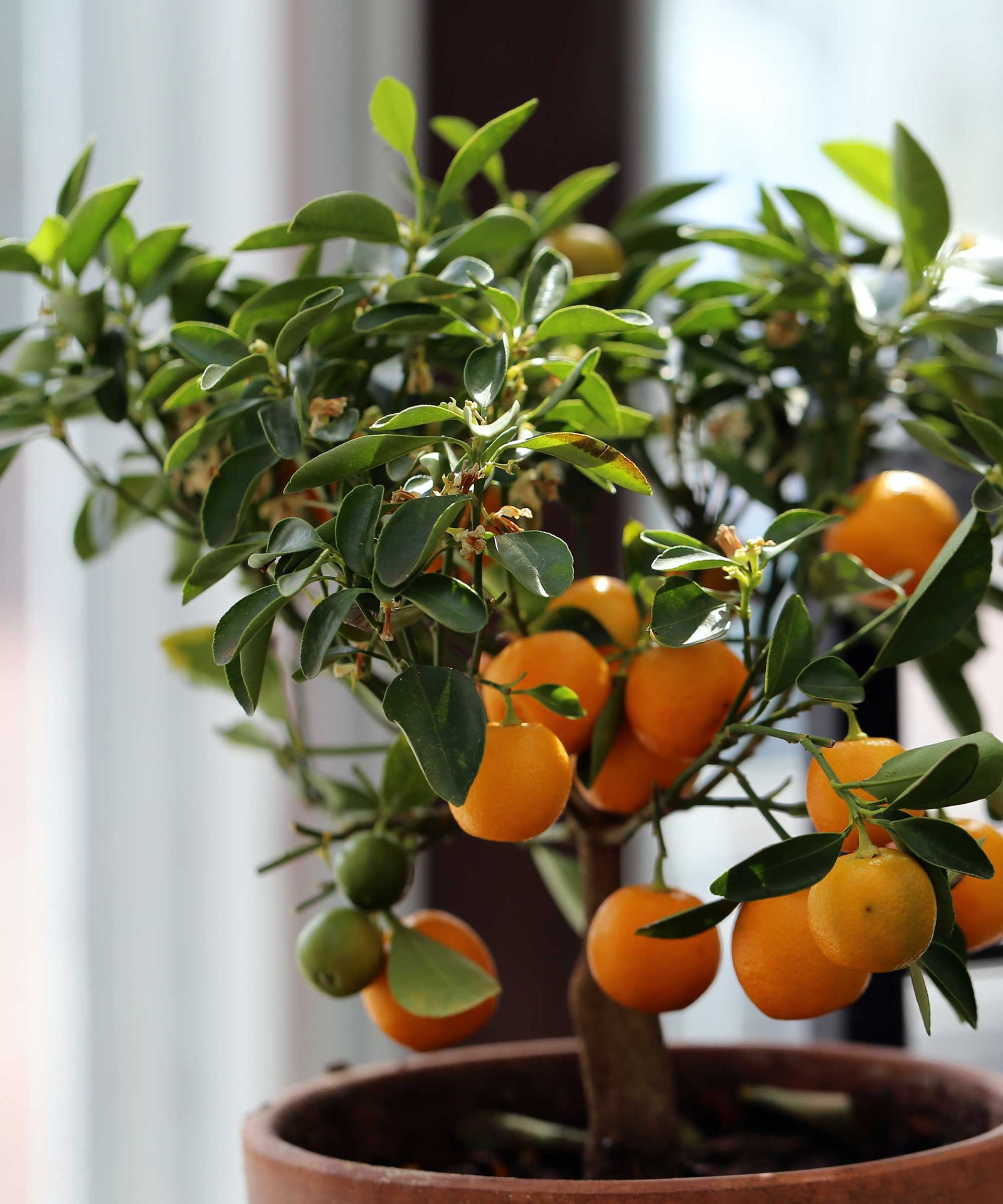 potted citrus tree