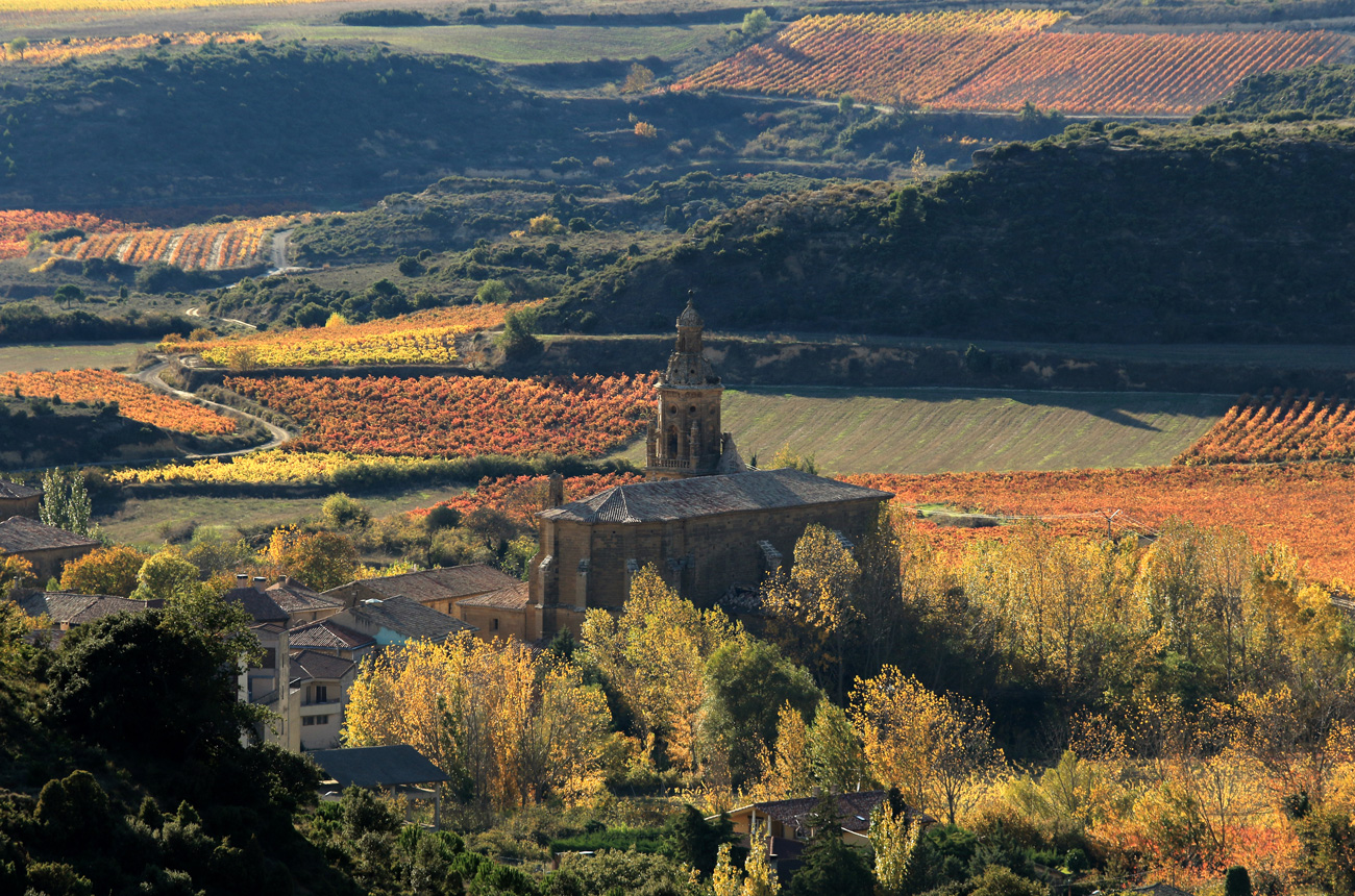 A church surrounded by vineyards