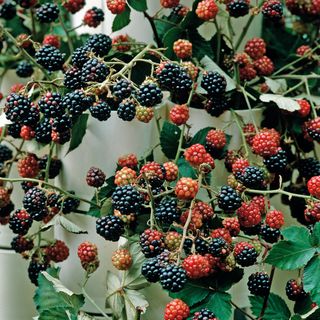 garden area with plant and blackberry