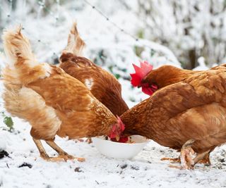 Group of free range chicken picking food in winter after snowfall