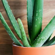 detailed view on aloe vera plant 