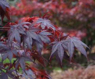 'Bloodgood' acer leaves