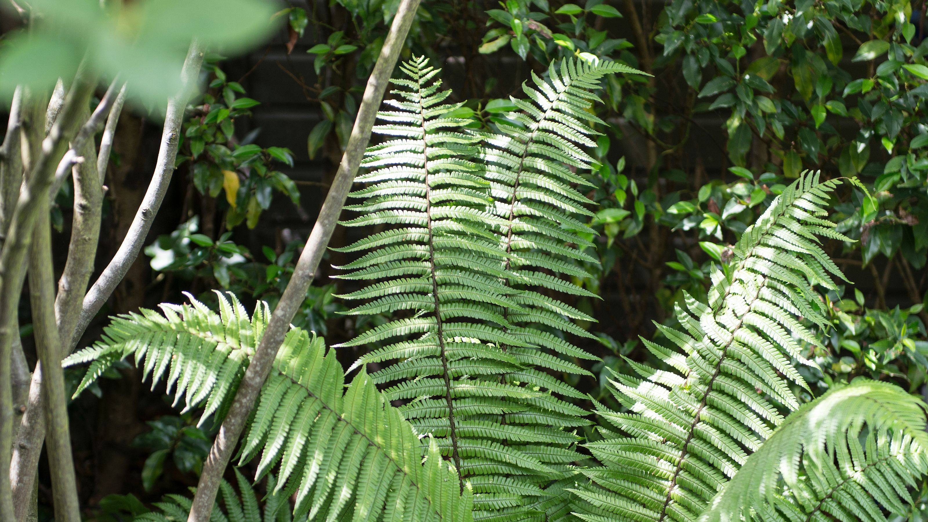 Large fern growing in garden