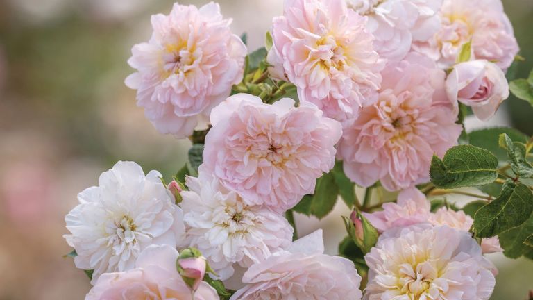 pink blooms of Elizabeth jubilee rose from David Austin Roses