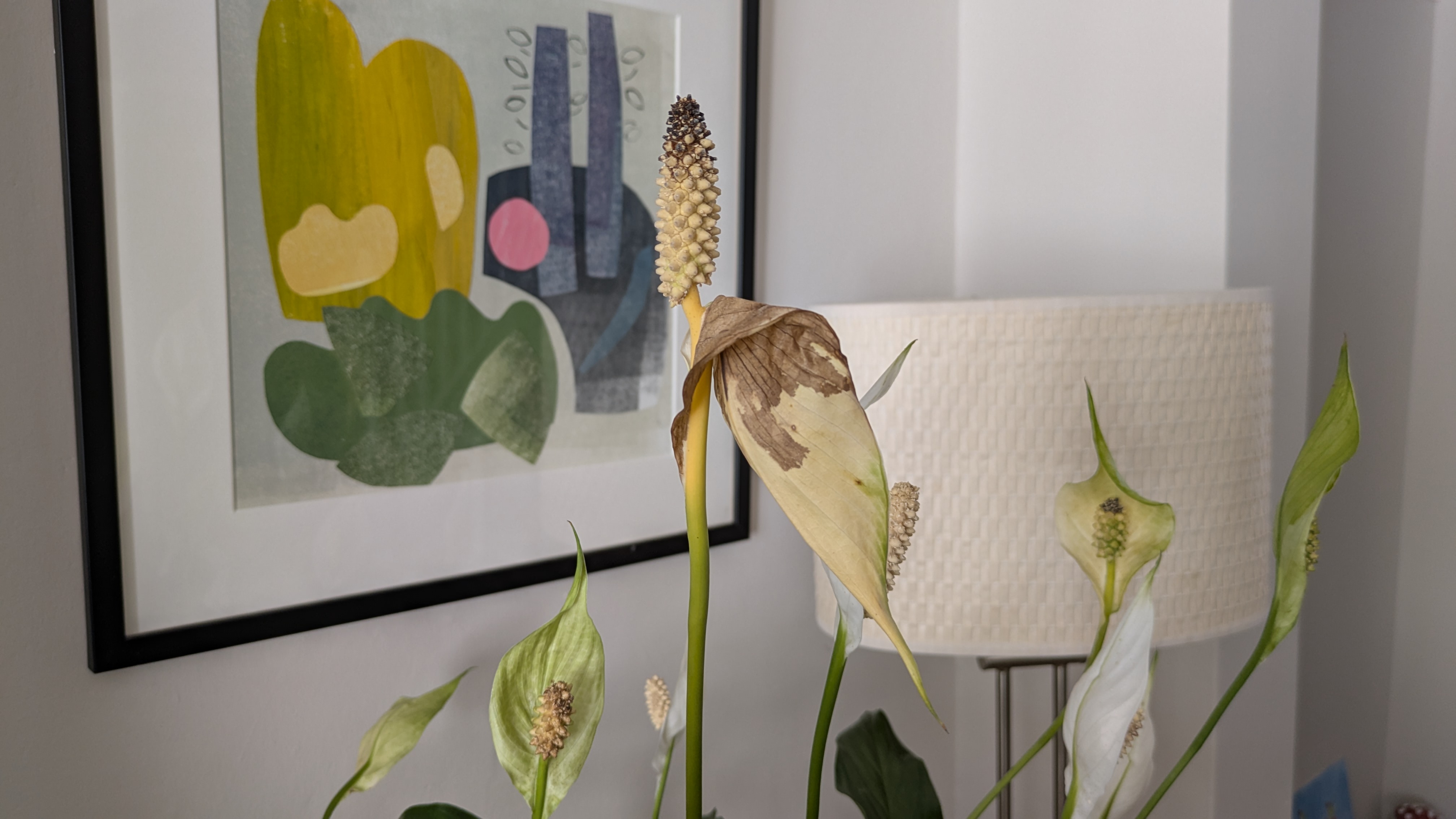 Why are the flowers on my peace lily turning brown? I asked an expert what I should do