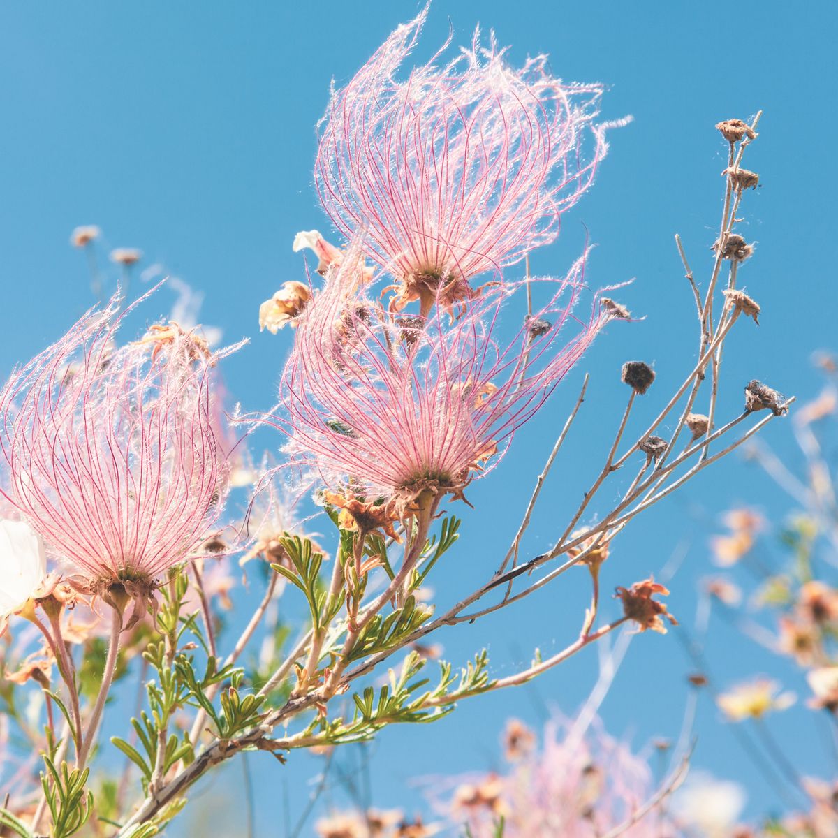 花粉媒介者のための6種類の在来種の花木で、活気に満ちた野生生物のオアシスを作りましょう