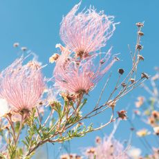 apache plume shrub showing fluffy seedheads