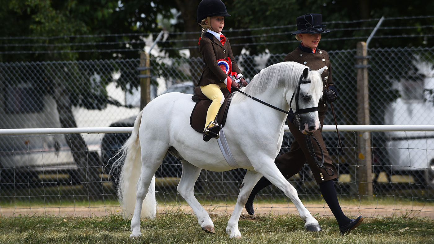 Thistledown Van der vaart, a champion lead-rein pony