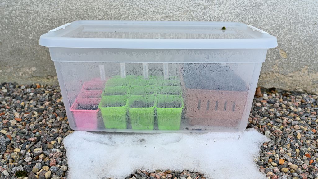 seedlings growing inside a clear plastic tote greenhouse in the snow