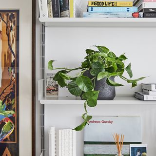 Patch Plants Rapunzel the Devil’s Ivy in a grey plant pot sitting on a bookshelf
