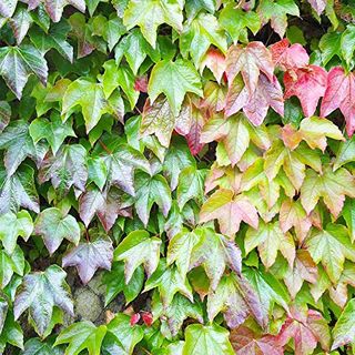 Boston Ivy Seeds Parthenocissus Tricuspidata Perennial Climbing Vine Showy Semi-Evergreen Fruit & Berries Attract Birds Arbors Pergolas Trellises Walls Fences 5pcs Vine Seeds by Yegaol Garden