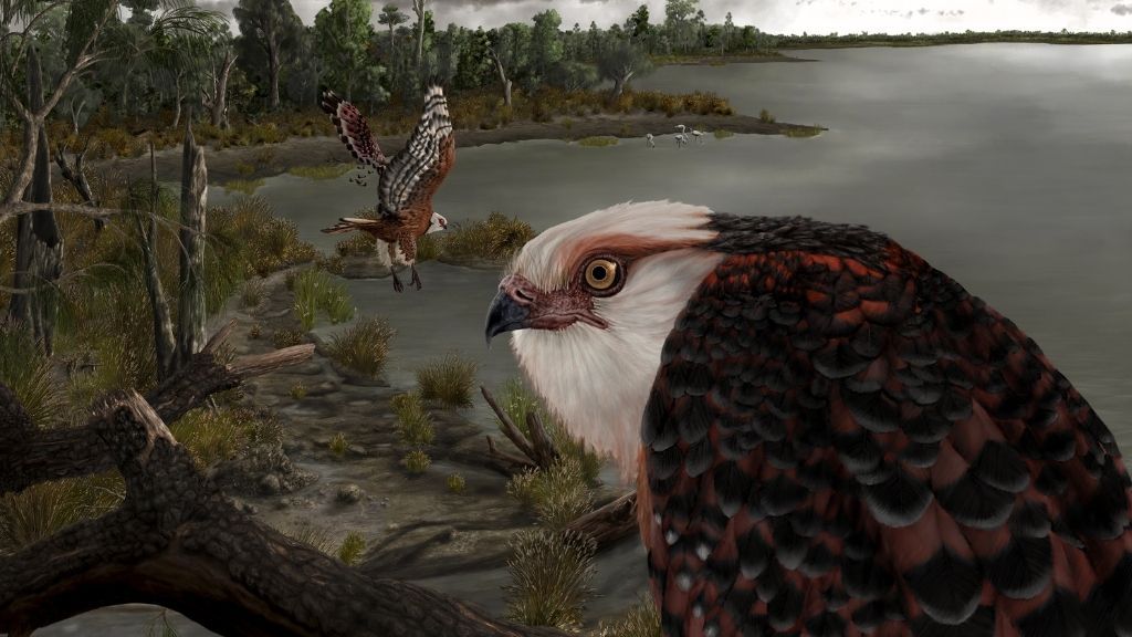 illustration shows a close up of the newly identified eagle Archaehierax sylvestris next to a lake, with an eagle of the same species flying in the background