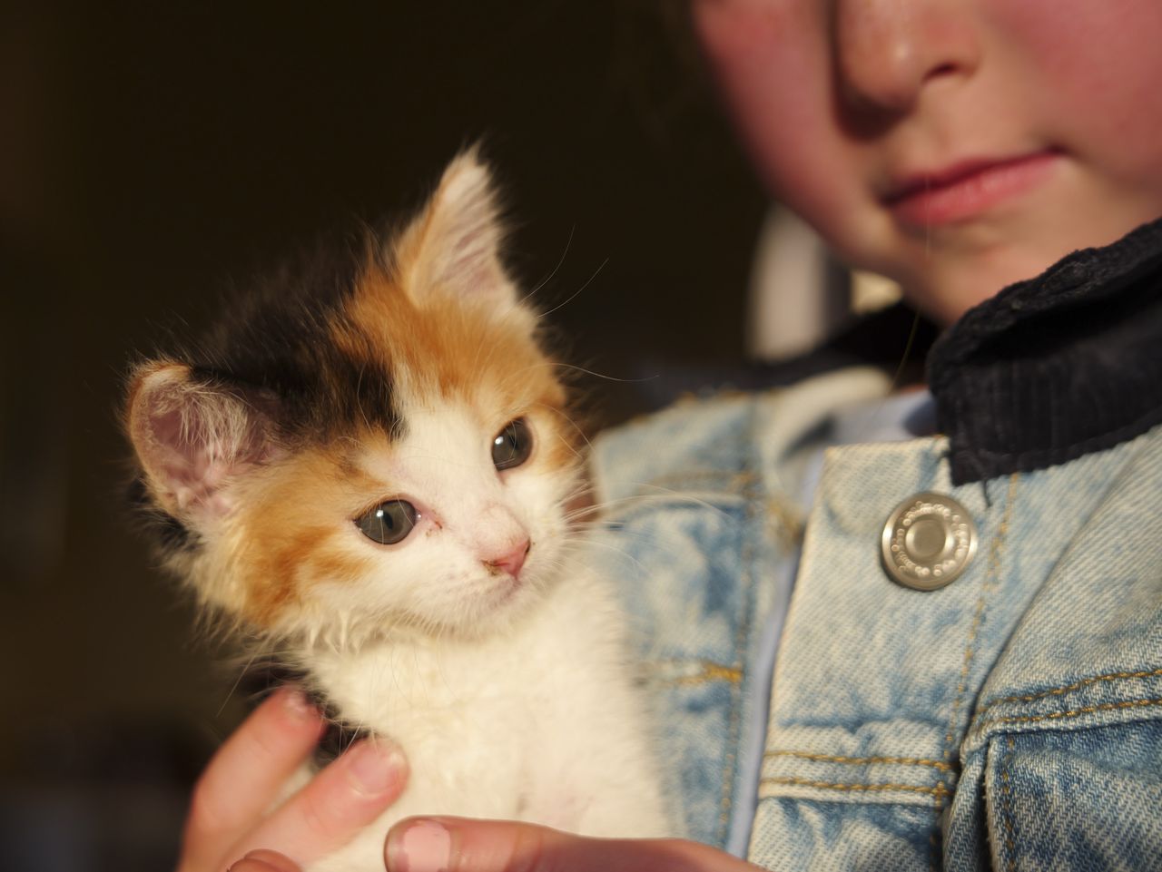 Sample image taken with the Panasonic Lumix L10; tiny cute kitten being held by a girl