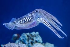 A cuttlefish (Sepia officinalis) in the water.