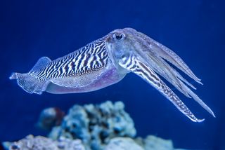 A cuttlefish (Sepia officinalis) in the water.