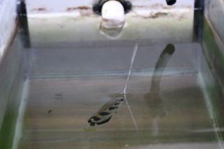 When trying to nab a flying insect (or point to a human face), archerfish spit jets of water.
