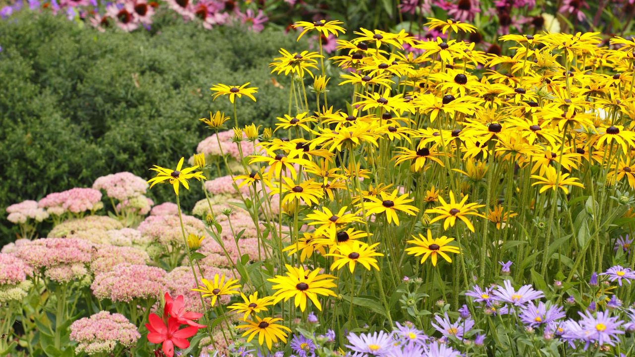 Garden border with herbaceous perennials in bloom including Aster, Rudbeckia, Sedum and Echinacea 