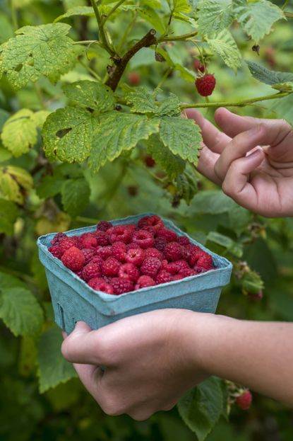 How to prune raspberry bushes | Homes & Gardens