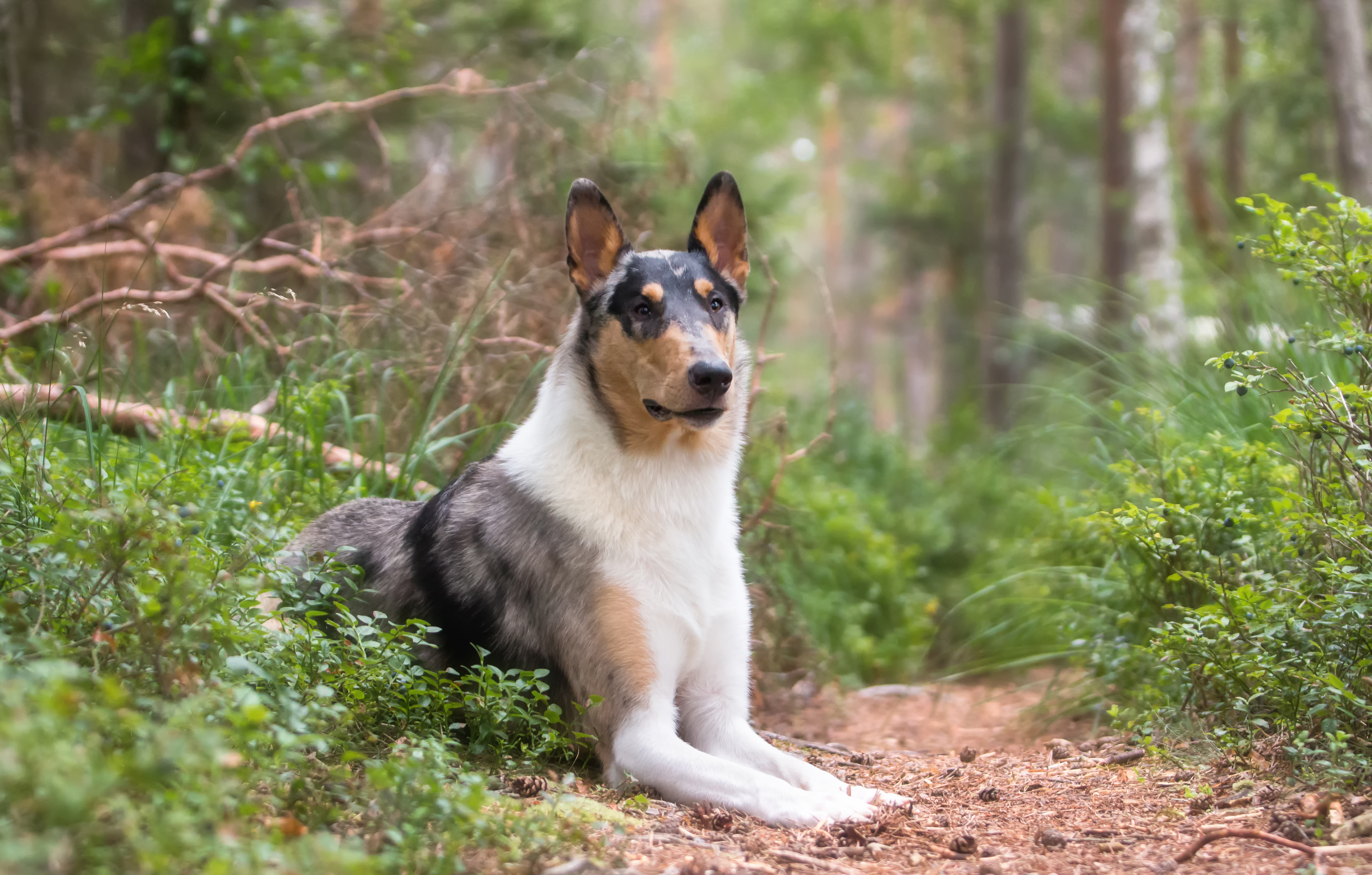 A Smooth Collie dog with a tricolour coat (black, white and tan) lies alert on a woodland path surrounded by greenery and trees.