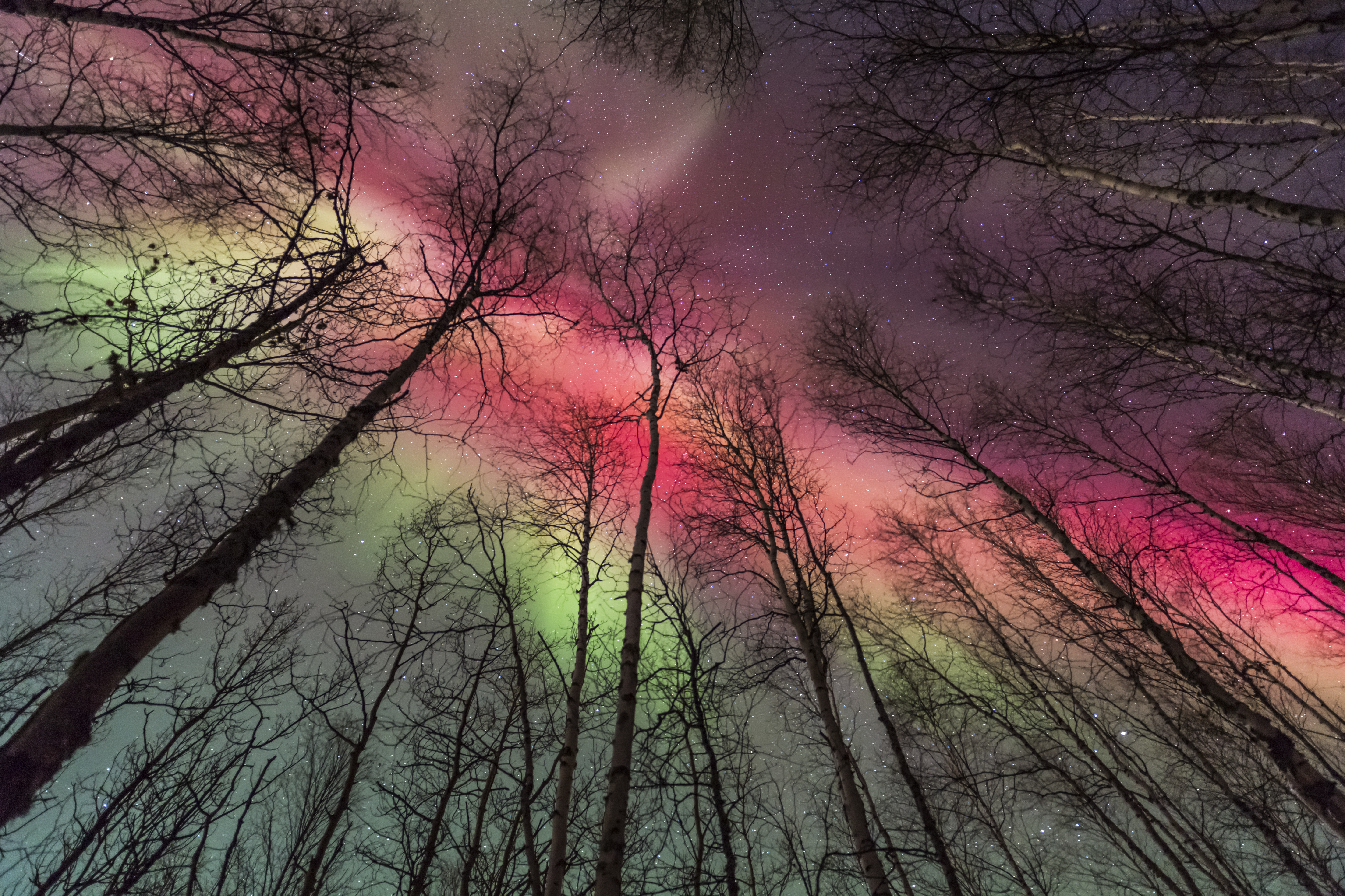 A photograph of red and green auroras visible through trees in Fairbanks, Alaska