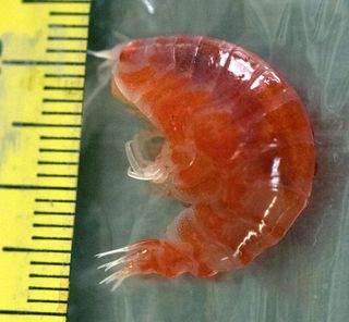 An amphipod recovered from seawater under the Ross Ice Shelf.