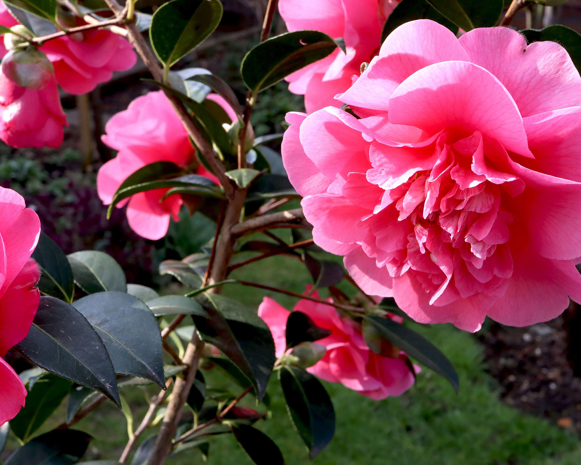 Shade and soil are key to caring for your camellias