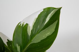 Close up of a white and green variegated philodendron leaf