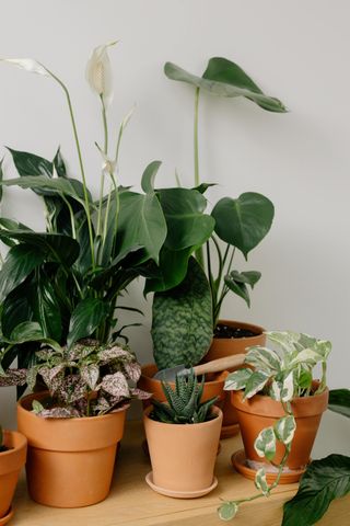 Aesthetically arranged plant pots